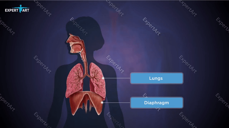 12 EA2 Normal lungs