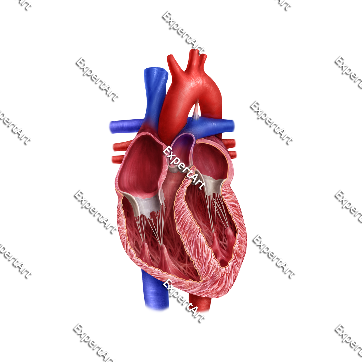 Anatomy of the Human Heart