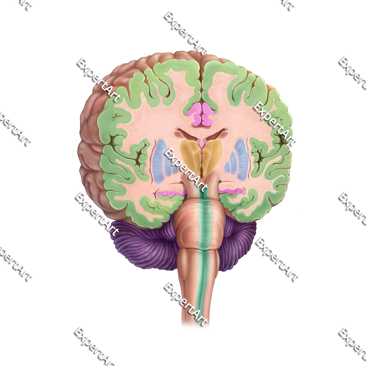 Brain coronal view with highlights