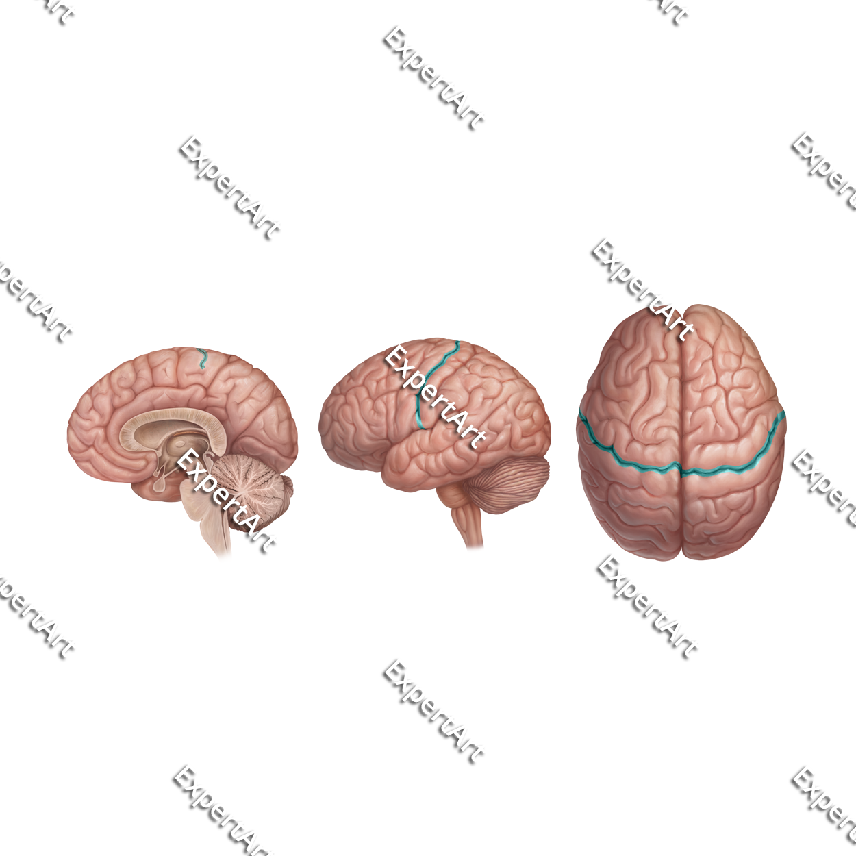 CENTRAL SULCUS