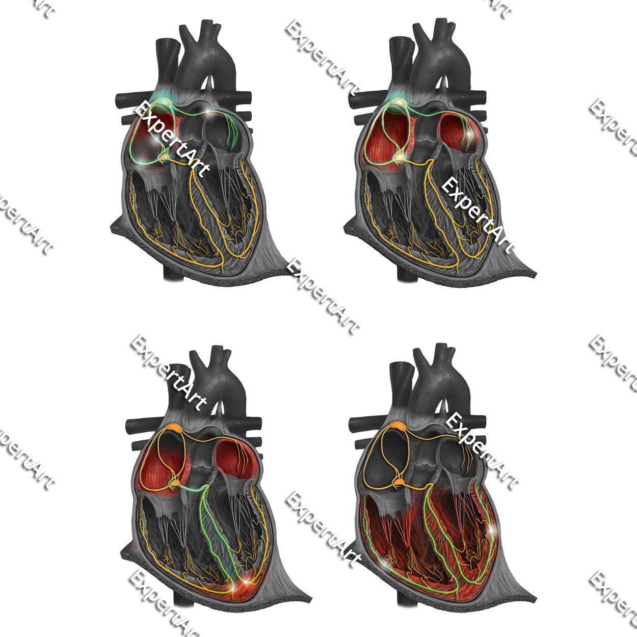 ECG sinus node as pacemaker of the heart